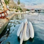 sahile cikan pelikani balikla beslediler cc3d41b70860