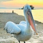 sahile cikan pelikani balikla beslediler e5a1741732f5