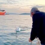 sahile cikan pelikani balikla beslediler fd598104f505