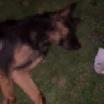 Samsun'da 9 Köpeğin Ölü Bulunması Üzerine Soruşturma Başlatıldı 1 samsunda 9 kopek tabanca ile vurularak olduruldu valilik aciklama yapti 05b31167dda4