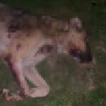 Samsun'da 9 Köpeğin Ölü Bulunması Üzerine Soruşturma Başlatıldı 2 samsunda 9 kopek tabanca ile vurularak olduruldu valilik aciklama yapti ede3002a2c5b