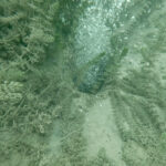 sapanca golundeki kabarciklar endiseye yol acti uzmani nedenini acikladi 2 f7b100783e1c