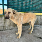 Edirne'de Sokak Köpeğini Sürükleyen Belediye Çalışanı Adli Kontrol Şartıyla Serbest Bırakıldı 6 sokak kopegini iple surukleyen belediye personeli adli kontrolle serbest 0581a4a77b64