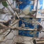 Çorlu'da Yasa Dışı Yollarla İthal Edilen 7 Papağan ve 45 Kumru Ele Geçirildi 1 tekirdagda yasa disi yollarla getirilip uretimi yapilan 7 papagan ve 45 kumru ele gecirildi 37d80b03399e