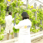 tenmakta kurakliga ve dona dayanabilen gidalar gelistiriliyor d6bf36a44268