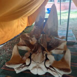 Mersin'de Fin Balinası İskeleti Puzzle Gibi Birleştiriliyor 4 toprak altindan cikarilan fin balinasinin iskeleti puzzle gibi birlestiriliyor 4057f1d55b9c