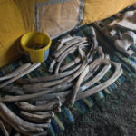 Mersin'de Fin Balinası İskeleti Puzzle Gibi Birleştiriliyor 5 toprak altindan cikarilan fin balinasinin iskeleti puzzle gibi birlestiriliyor 9e81cabdc30f