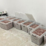 turkiyede en cok olume sebep olan uyusturucu bonzai 58d7f188321b