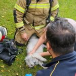 İnegöl'de Yangın Çıkan Villada Mahsur Kalan Kedi İtfaiye Tarafından Kurtarıldı 1 villadaki yanginda mahsur kalan kediyi itfaiye kurtardi 10cb7e855cb1