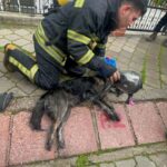 yanginda 2 kopekten biri oldu digeri kalp masajiyla yasama donduruldu 3d3ab605e609