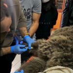 Kars’ta Yol Kenarında Yaralı Bulunan Bozayı, Rehabilitasyon Merkezi'nde Tedavi Ediliyor 1 yarali bulunan bozayi tedaviye alindi 09d46ba4c017