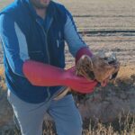 yarali halde bulunan kizil sahin tedaviye alindi 38671cf53987