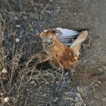 yarali halde bulunan kizil sahin tedaviye alindi 975a894abbd6