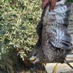 yarali sahin tedaviye alindi acf9a5ad9544