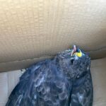 yarali sahin tedaviye alindi d85910d1f3d8