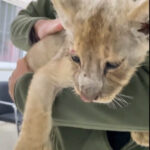 Yasa Dışı Yolla Getirilen Afrika Aslanı Yavrusuna El Konuldu 2 yasa disi yollarla turkiyeye getirilen aslan yavrusuna el konuldu 6b64facce2ce