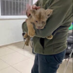 Yasa Dışı Yolla Getirilen Afrika Aslanı Yavrusuna El Konuldu 1 yasa disi yollarla turkiyeye getirilen aslan yavrusuna el konuldu a79175540a49