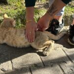 Ordu'da dolmuş şoförleri, yaralı kediyi tedavi ettirip ona yuva yaptı 8 yolcu isimli kedi tedavi edildigi dolmus duraginin maskotu oldu 515cb80df254