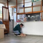 Ordu'da dolmuş şoförleri, yaralı kediyi tedavi ettirip ona yuva yaptı 4 yolcu isimli kedi tedavi edildigi dolmus duraginin maskotu oldu e855adaf7dd0