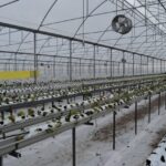 Ovacık köyünde çiftçi Mehmet Doğan’dan modern çilek üretimi hamlesi: 4 bin metrekarelik tesis açtı! 2 4 bin metrekarelik serada dort mevsim topraksiz cilek uretiyor f3e4d63c3dfe