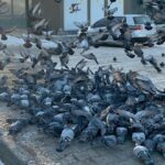 ardahanda esnaf soguk havada yiyecek bulamayan guvercinleri imece usulu besliyor 2c71e511e56b