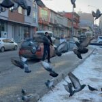 ardahanda esnaf soguk havada yiyecek bulamayan guvercinleri imece usulu besliyor 569a1186c9f3