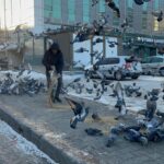 ardahanda esnaf soguk havada yiyecek bulamayan guvercinleri imece usulu besliyor 92dd9e9d2b63