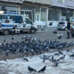 ardahanda esnaf soguk havada yiyecek bulamayan guvercinleri imece usulu besliyor d5fea3a59c09