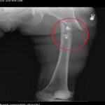 Cinsel saldırı ve cinayetten müebbet hapis cezası aldı; 70 yıl daha eklenerek cezası artırıldı 8 arkadasini oldurup yaraladigi sevgilisini 21 gun boyunca evinde tutan saniga muebbet ile 70 yil hapis bf77276c1496