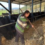 Muğla'da Genç Kadın Hayvancılığa Adım Attı: "Üretmeye Devam Edeceğim" 4 bakanlik projesiyle hayvanciliga baslayan aysegul simdiden 7 buzagim oldu bile 19ff1eca14a7