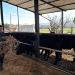 Muğla'da Genç Kadın Hayvancılığa Adım Attı: "Üretmeye Devam Edeceğim" 6 bakanlik projesiyle hayvanciliga baslayan aysegul simdiden 7 buzagim oldu bile b32091ae3d03