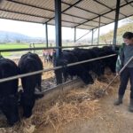 Muğla'da Genç Kadın Hayvancılığa Adım Attı: "Üretmeye Devam Edeceğim" 2 bakanlik projesiyle hayvanciliga baslayan aysegul simdiden 7 buzagim oldu bile f317b0c09ec6