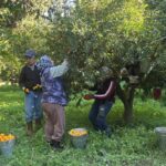 Bodrum'da Coğrafi İşaretli Mandalina Hasadı Başladı: Rekolte Düşük, Fiyatlar Yükseliyor 1 bodrum mandalinasi bahcede 15 20 manavlarda 100 liradan satiliyor 2cdc3d15d028