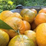 Bodrum'da Coğrafi İşaretli Mandalina Hasadı Başladı: Rekolte Düşük, Fiyatlar Yükseliyor 9 bodrum mandalinasi bahcede 15 20 manavlarda 100 liradan satiliyor 71becc650bb7