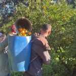 Bodrum'da Coğrafi İşaretli Mandalina Hasadı Başladı: Rekolte Düşük, Fiyatlar Yükseliyor 3 bodrum mandalinasi bahcede 15 20 manavlarda 100 liradan satiliyor 75f5c0d68119