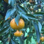 Bodrum'da Coğrafi İşaretli Mandalina Hasadı Başladı: Rekolte Düşük, Fiyatlar Yükseliyor 6 bodrum mandalinasi bahcede 15 20 manavlarda 100 liradan satiliyor 8cb311f11a9a