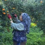 Bodrum'da Coğrafi İşaretli Mandalina Hasadı Başladı: Rekolte Düşük, Fiyatlar Yükseliyor 2 bodrum mandalinasi bahcede 15 20 manavlarda 100 liradan satiliyor a1b38af899fa