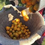 Bodrum'da Coğrafi İşaretli Mandalina Hasadı Başladı: Rekolte Düşük, Fiyatlar Yükseliyor 7 bodrum mandalinasi bahcede 15 20 manavlarda 100 liradan satiliyor b3ddfee72a11