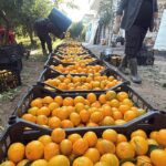 Bodrum'da Coğrafi İşaretli Mandalina Hasadı Başladı: Rekolte Düşük, Fiyatlar Yükseliyor 5 bodrum mandalinasi bahcede 15 20 manavlarda 100 liradan satiliyor dac209895f88