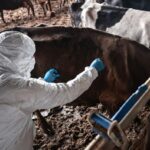 Bolu'da Şap Hastalığı Nedeniyle Kaldırılan Kısıtlamalar Sonrası Hayvan Pazarı Yeniden Açıldı 1 boluda 1 aylik sap karantinasi sona erdi 42f7f105671a