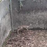 Amasya'da Boş Sulama Havuzuna Düşen Yavru Karaca İtfaiye Tarafından Kurtarıldı 3 bos sulama havuzuna dusen yavru karacayi itfaiye kurtardi 8cb3cdd8e0f2