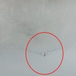 dag kecisi baraj golunu yuzerek gecti o anlar kamerada 5ed74be92e89