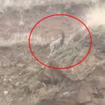 dag kecisi baraj golunu yuzerek gecti o anlar kamerada 939ca298746c