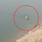 dag kecisi baraj golunu yuzerek gecti o anlar kamerada 9ca16cc3ae0f