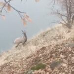 dag kecisi baraj golunu yuzerek gecti o anlar kamerada a5436d041915