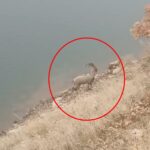 dag kecisi baraj golunu yuzerek gecti o anlar kamerada dc7d7b2e0e6c