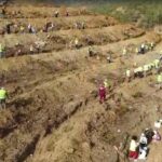 Dalaman'da Yangından Sonra Başlatılan Ağaçlandırma Çalışmaları Sonuç Verdi: 450 Bin Fidan Toprakla Buluşturuldu 1 dalamanda yanan alanlar tekrar yeserdi 1d743c0eea33