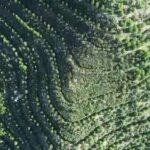 Dalaman'da Yangından Sonra Başlatılan Ağaçlandırma Çalışmaları Sonuç Verdi: 450 Bin Fidan Toprakla Buluşturuldu 4 dalamanda yanan alanlar tekrar yeserdi b14ee844456a