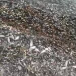 datcada olu baliklar sahile vurdu dd39057f4e1d