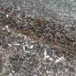 datcada olu baliklar sahile vurdu f03963e6e7c6